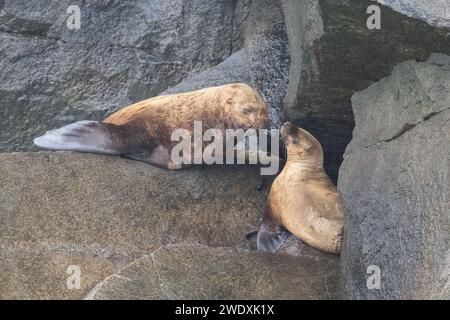 Steller sea lion at Resurrection Bay, Alaska, US Stock Photo