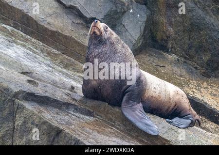 Steller sea lion at Resurrection Bay, Alaska, US Stock Photo