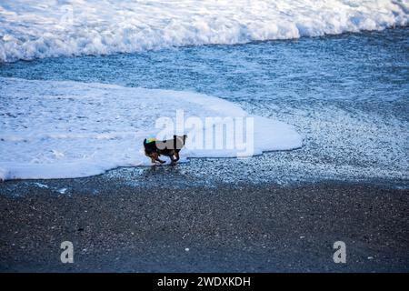 Portreath, Cornwall, 22nd January 2024, A small dog tries to rescue a large ball in the surf, following Storm Isha, which crossed the South West, there were still large waves and stormy seas in Portreath, Cornwall. The Temperature was 10C and the forecast is for the gusty winds to continue all day ahead of Storm Jocelyn due tomorrow. Credit: Keith Larby/Ģ����ý Live News Stock Photo