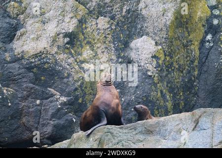 Steller sea lion at Resurrection Bay, Alaska, US Stock Photo