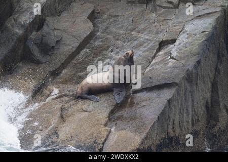 Steller sea lion at Resurrection Bay, Alaska, US Stock Photo