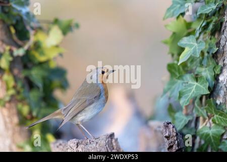 Birdgardening, the robin (Erithacus rubecula) in my garden. Stock Photo