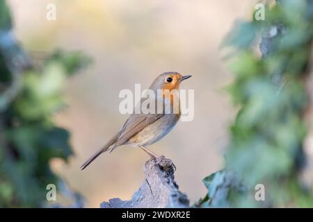 Birdgardening, the robin (Erithacus rubecula) in my garden. Stock Photo