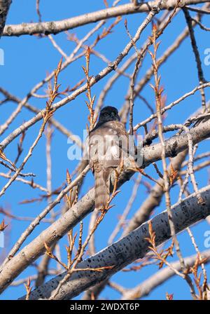 Eurasian sparrowhawk, northern sparrowhawk or simply the sparrowhawk, Sperber, Épervier d'Europe, Accipiter nisus, karvaly, Budapest, Hungary, Europe Stock Photo