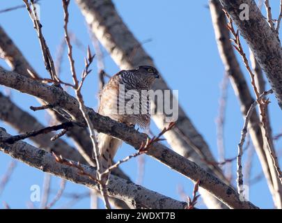 Eurasian sparrowhawk, northern sparrowhawk or simply the sparrowhawk, Sperber, Épervier d'Europe, Accipiter nisus, karvaly, Budapest, Hungary, Europe Stock Photo