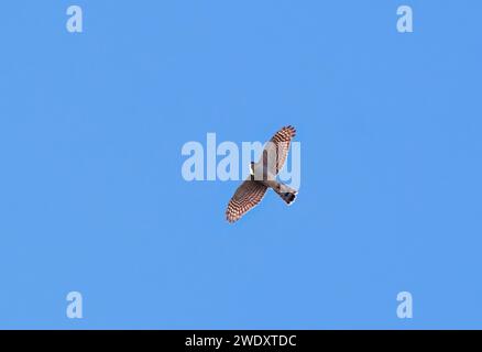 Eurasian sparrowhawk, northern sparrowhawk or simply the sparrowhawk, Sperber, Épervier d'Europe, Accipiter nisus, karvaly, Budapest, Hungary, Europe Stock Photo