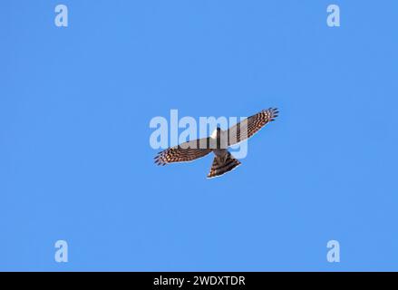 Eurasian sparrowhawk, northern sparrowhawk or simply the sparrowhawk, Sperber, Épervier d'Europe, Accipiter nisus, karvaly, Budapest, Hungary, Europe Stock Photo