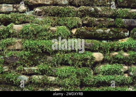 The old stone wall covered by the green moss. Stock Photo