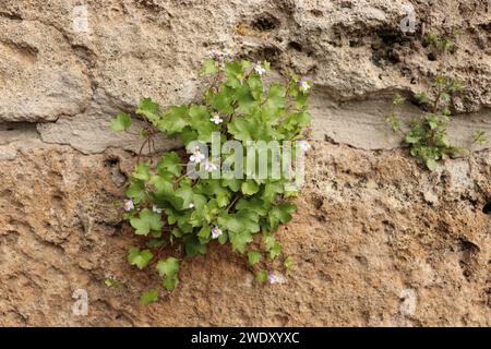 Ancient stones covered ivy Stock Photo