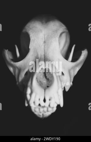Close up on a dog skull, viewed from the front. Black and white photography. Canis lupus familiaris museum specimen. Stock Photo