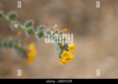Yellow fiddleneck blossom up close Stock Photo