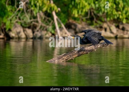 Black Cormorant Set To Launch on a log Stock Photo