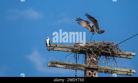 Landing Osprey in nest with 2 other Osprey Stock Photo