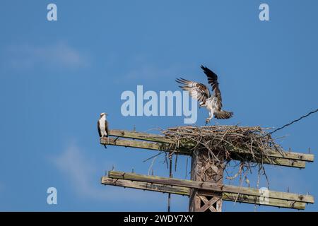 Landing Osprey in nest with 2 other Osprey Stock Photo