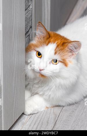 the cat lies on the floor hiding behind the door. the cat peeks from around the corner. vertical photo Stock Photo