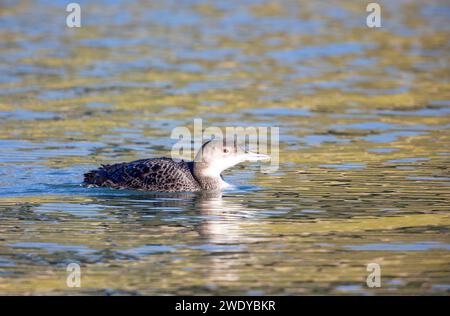 Common Loon Winter Plumage Stock Photo