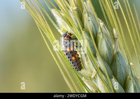 Larva of Seven spot ladybird (Coccinella septempunctata) in side view Stock Photo