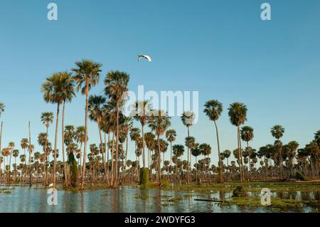 Palms landscape in La Estrella Marsh, Formosa province, Argentina. Stock Photo