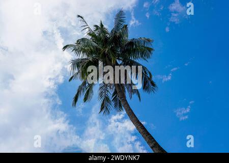 Coconut tree on blue sky background Stock Photo