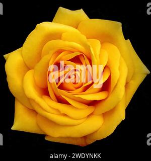 A yellow rose blooms on a Black Background Stock Photo