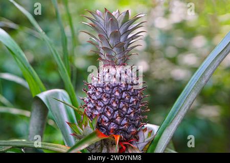 Pineapple tree with pineapple and leaves Stock Photo