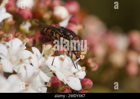 Fly Nausigaster unimaculata feeding on flowers of the Viburnum tinus shrub in the area of San Antonio de Alcoy, Spain Stock Photo