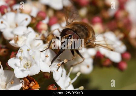 Eristalis tenax, drone fly feeding on flowers of the Viburnum tinus shrub in the area of San Antonio de Alcoy, Spain Stock Photo