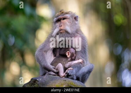 A mother and a baby of the crab-eating macaque (Macaca fascicularis), also known as the long-tailed macaque, Monkey forest Ubud, Bali Stock Photo