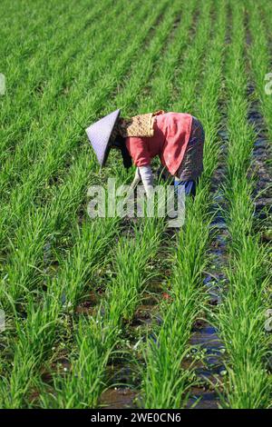 Farming land in Soreang near Ciwidey in West Java, Indonesia Stock Photo