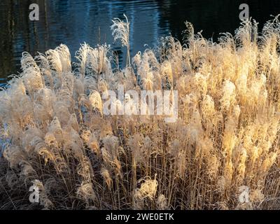 Amidst the serene ambiance of a lake, slender grass with feathery plumes is bathed in the warm glow of golden sunlight, creating a picturesque contras Stock Photo