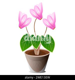 Pink cyclamen flower in a pot on a white background. Stock Vector