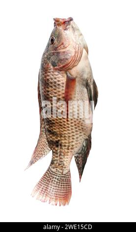 Fresh snapper fish isolated on a white background Stock Photo