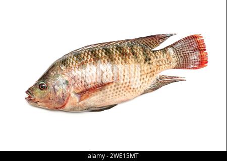 Fresh snapper fish isolated on a white background Stock Photo