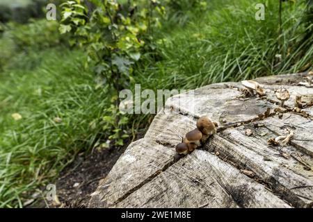 Small mushrooms growing in a moist crack in a tree stump Stock Photo