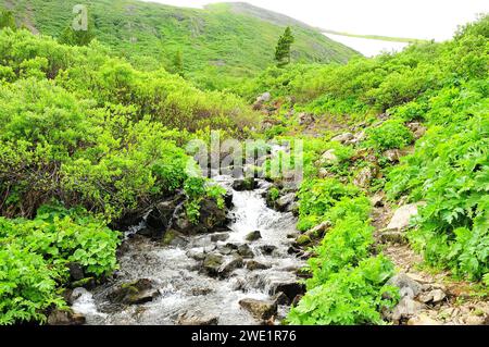 A swift stream with a rocky bed flows down from the mountains through thickets of low bushes on a cloudy summer day. Ivanovskie lakes, Khakassia, Sibe Stock Photo