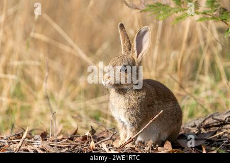 Cute wild rabbit sitting in dry grass Australia Stock Photo