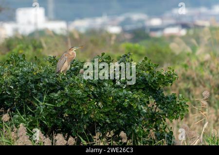 Purple heron (Ardea purpurea) perched on top of a tree in Yilan ,Taiwan Stock Photo