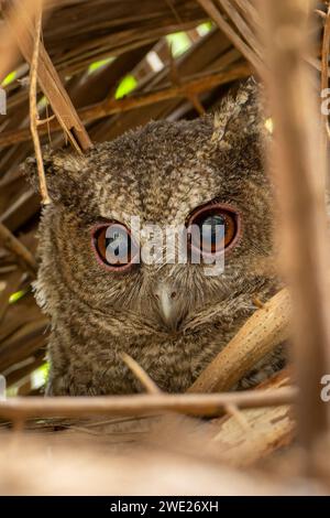 Collared Scops Owl (Otus lettia) in Taiwan Stock Photo