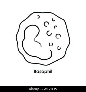 Neutrophil color icon. White blood cells in the blood vessels. Vector ...