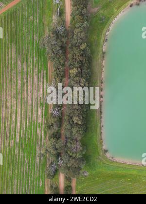 Drone shot of a wine vineyard next to a green lake, Margaret River, Western Australia Stock Photo