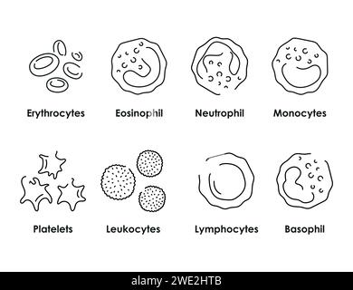 Monocytes color icon. White blood cells in the blood vessels. Vector ...
