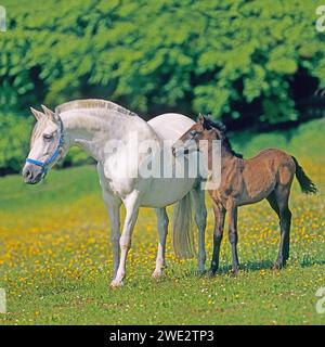Purebred Andalusian mare and her foal in spring meadow. Pura raza espagnola Stock Photo