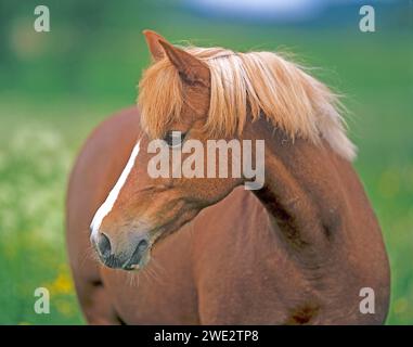 Head of a German pony ('Deutsches Reitpony'). South Germany Stock Photo