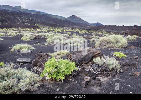 New life on volcanic soil on the island of La Palma (Canary Islands, Spain) Stock Photo