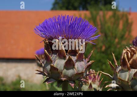 The large thistle-like blossom of the artichoke is not only edible but also an eye-catching and bee-friendly addition to a cottage garden. Stock Photo