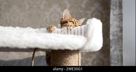 A Bengal cat plays on a scratching post in the living room. Stock Photo