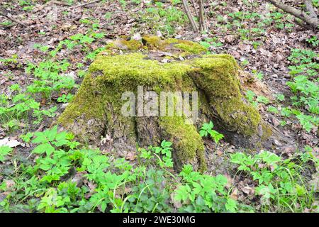 Old tree stump, tree stub covered with moss in the forest. Stock Photo