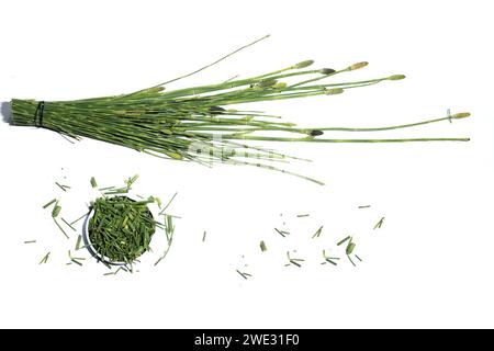 Green medicinal plant equisetum arvense, the field horsetail or common horsetail isolated, studio shot on white background Stock Photo