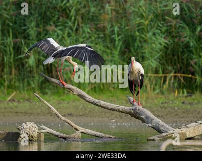 Two White Storks standing on a piece of wood, sunny day in autumn in Lower Austria Stock Photo