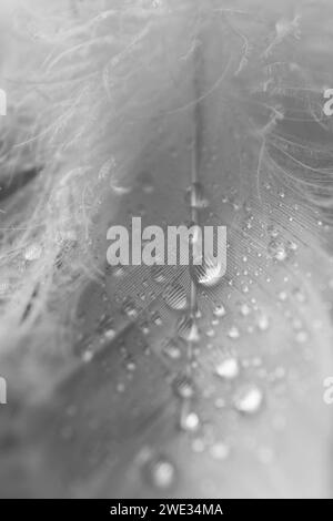 Fluffy white feathers with water drops as background, closeup Stock Photo